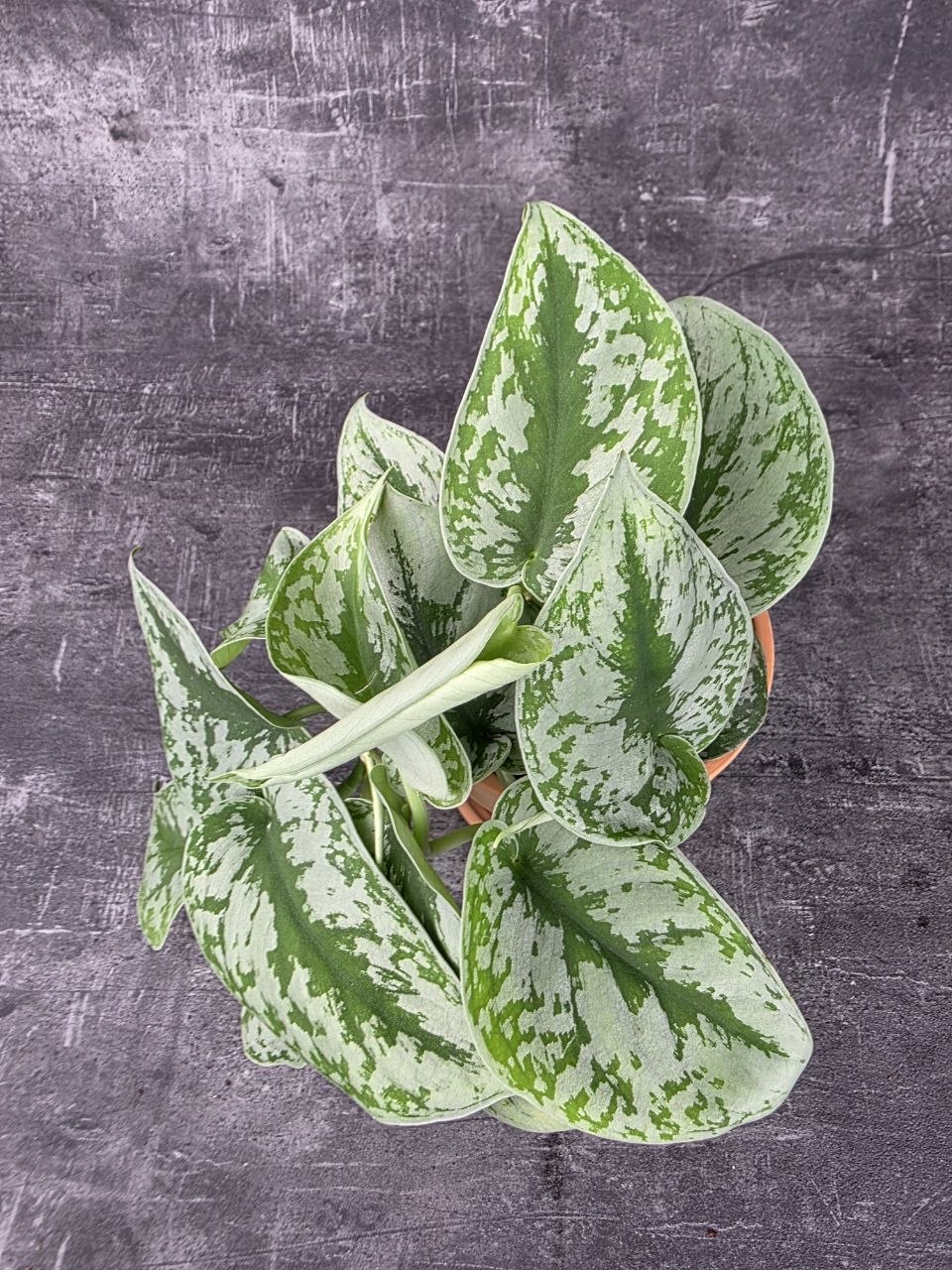Scindapsus Pictus Trebie 12 cm