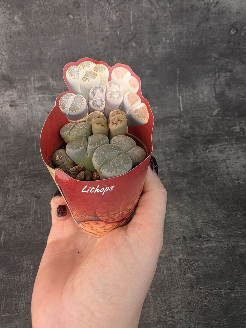 Lithops Leslei sukulent 8,5 cm