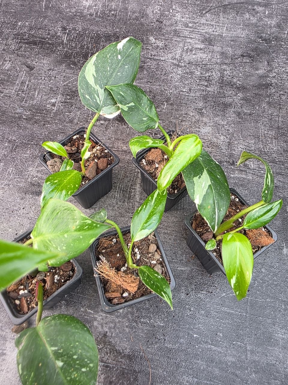 Pěstírna KYTKYshop Philodendron White S