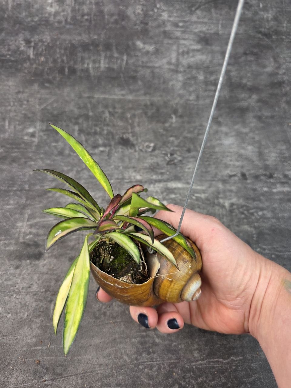 Hoya ve šnečí ulitě Waietti tricolor 2