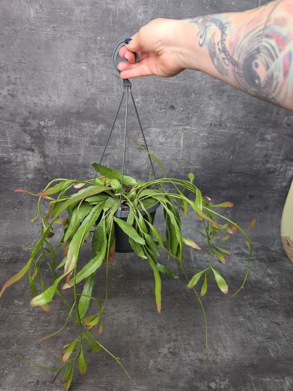 Rhipsalis Red Coral závěs