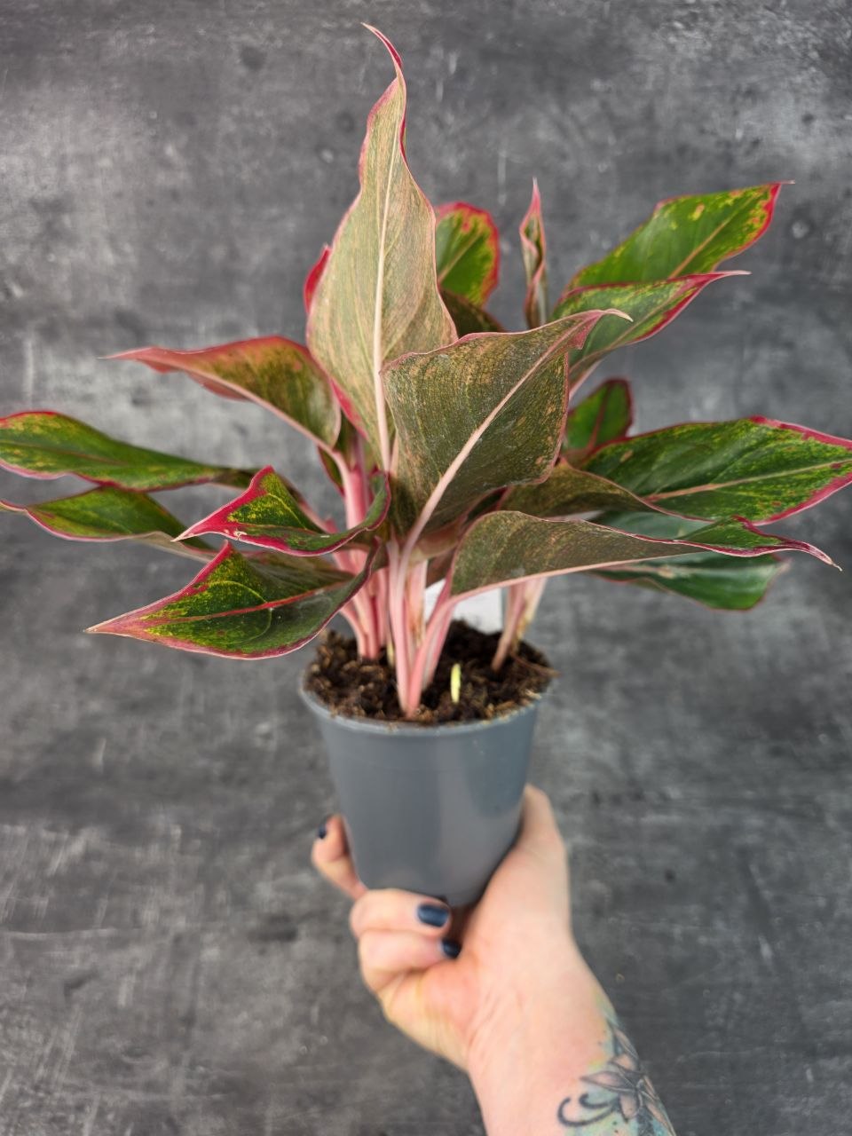 Aglaonema Crete Flame