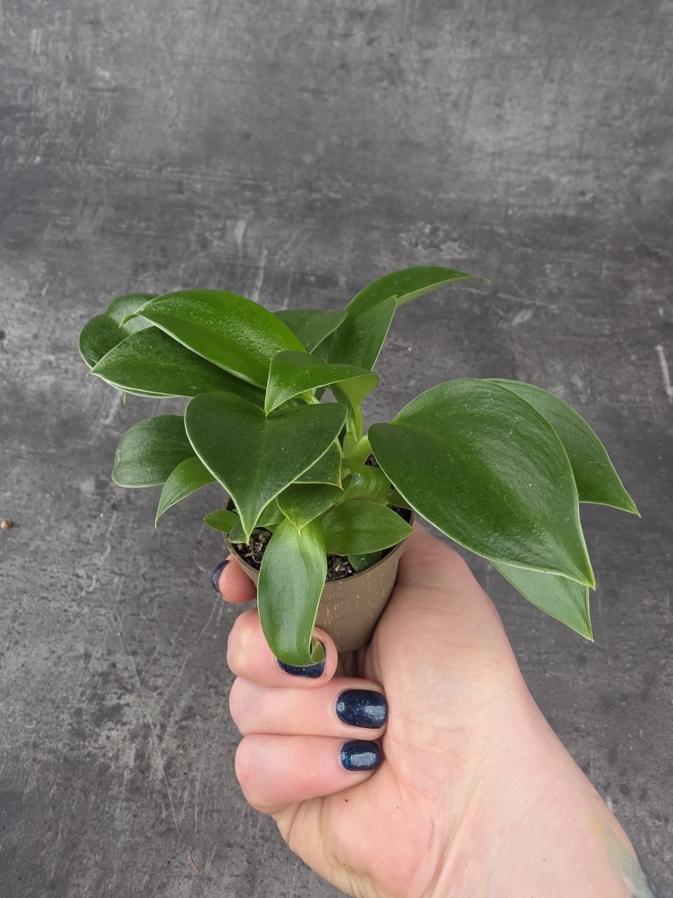 Philodendron Green princess mini