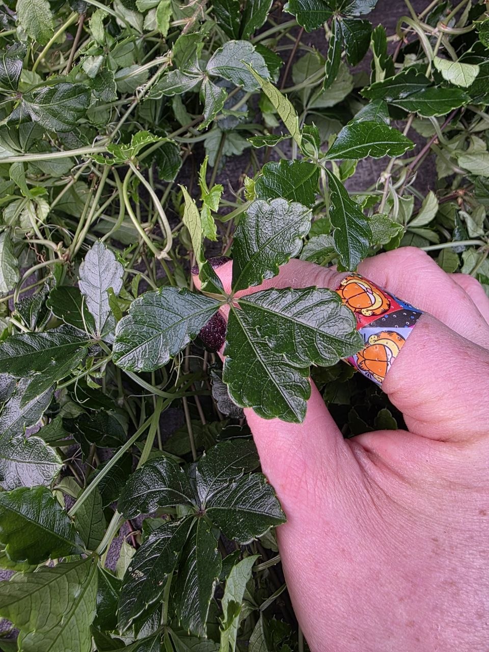 Cissus Striata závěs XL
