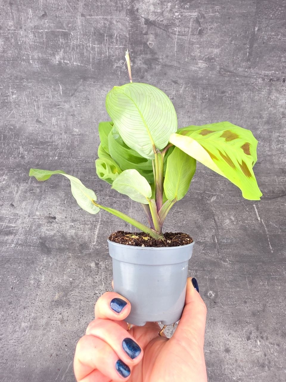 Marantha leuconeura fiesta mini