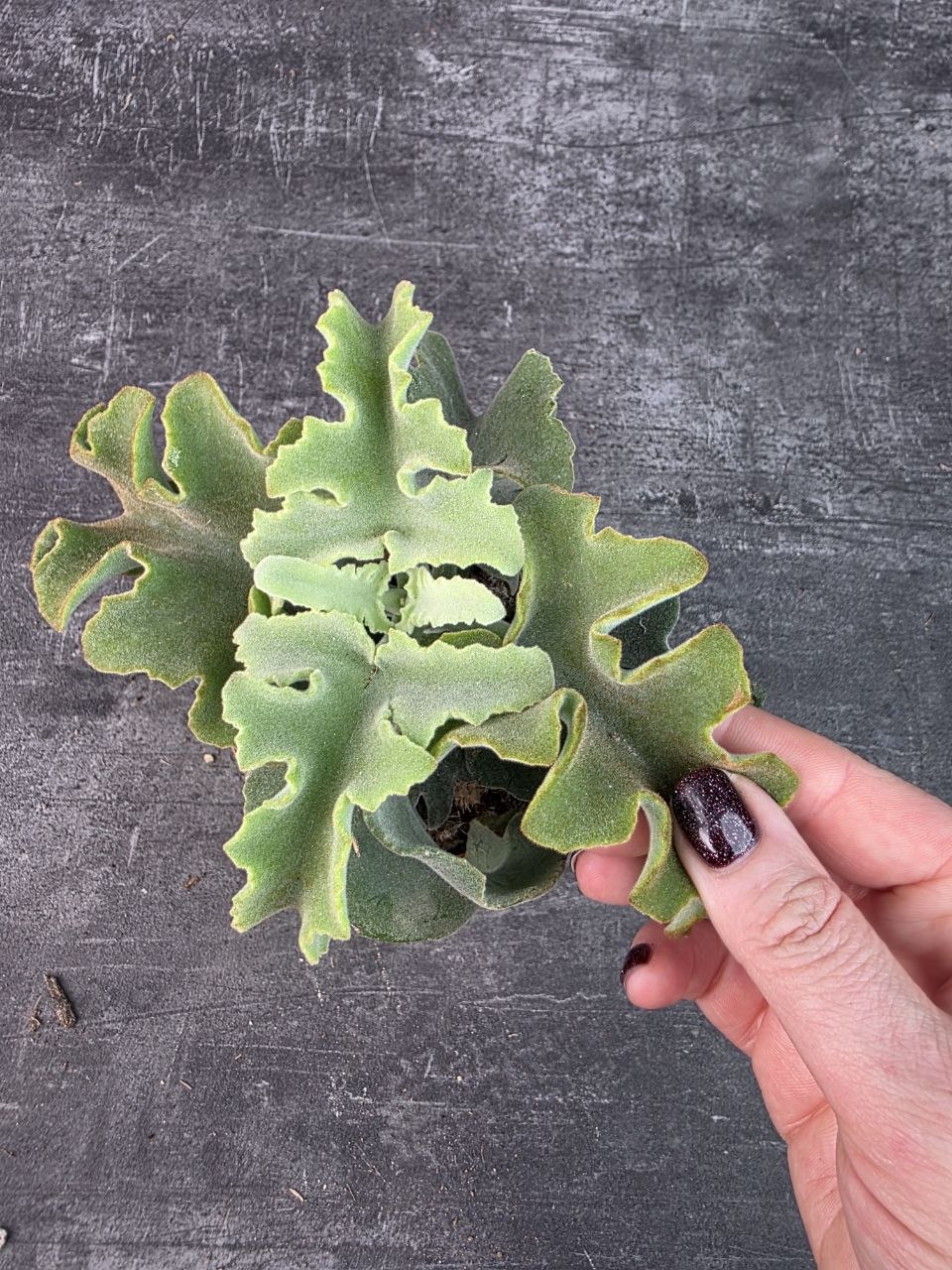 Kalanchoe Maltese 12 cm