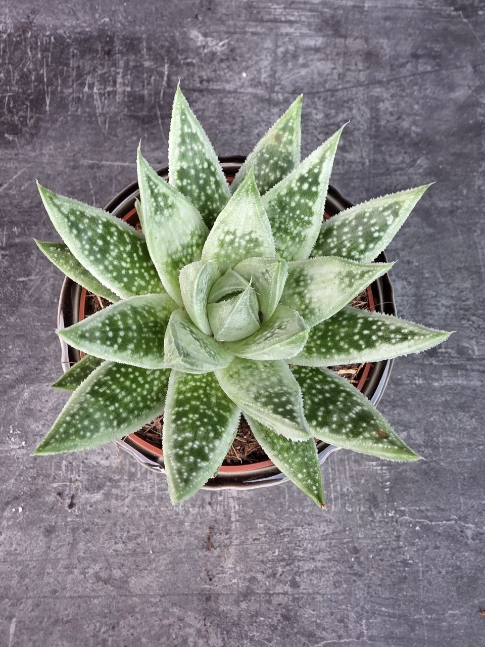 Gasteraloe Snow Rock 12 cm