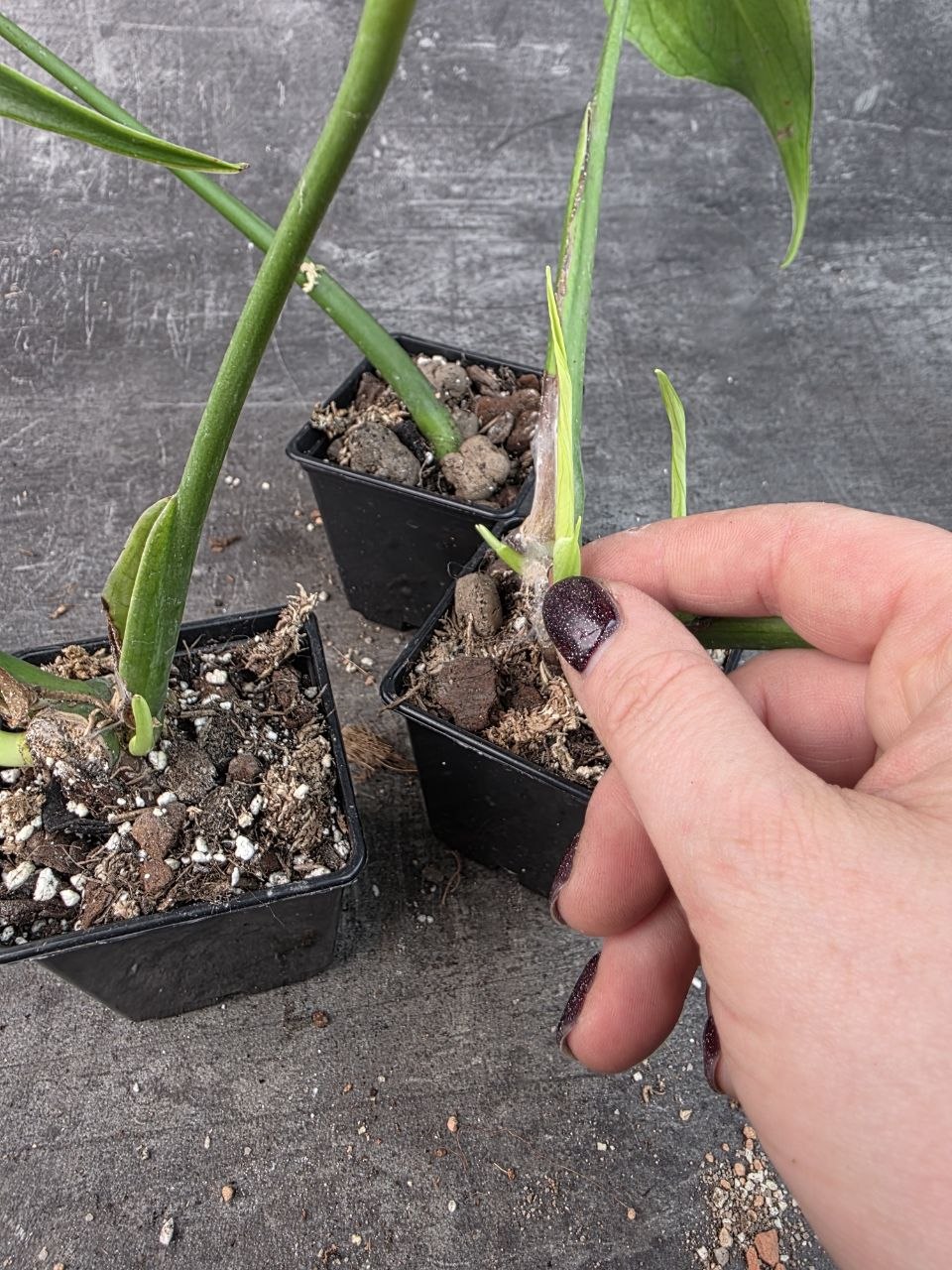 Pěstírna KYTKYshop monstera Burble Marx Flame
