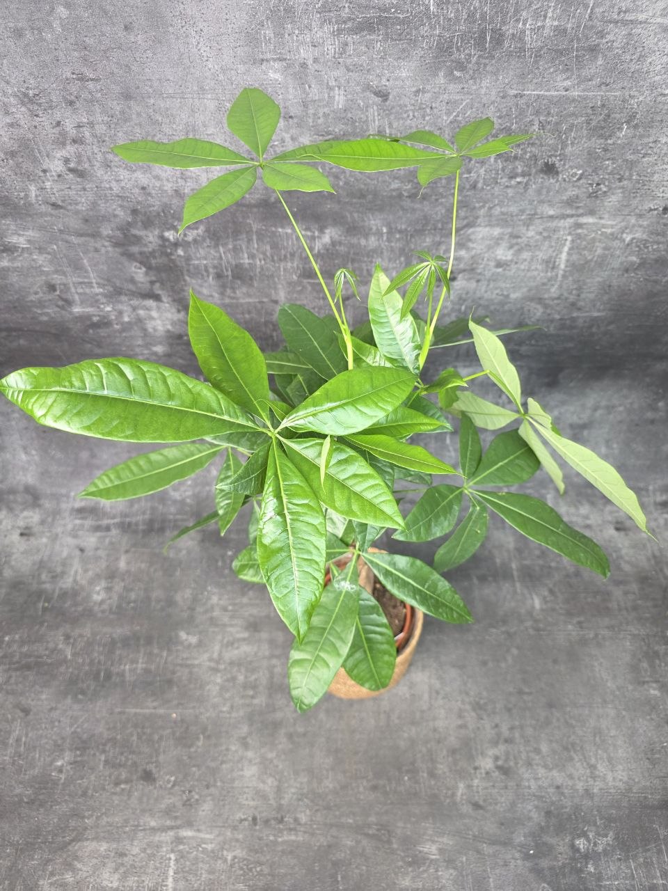 Pachira Aquatica, strom štěstí 14 cm