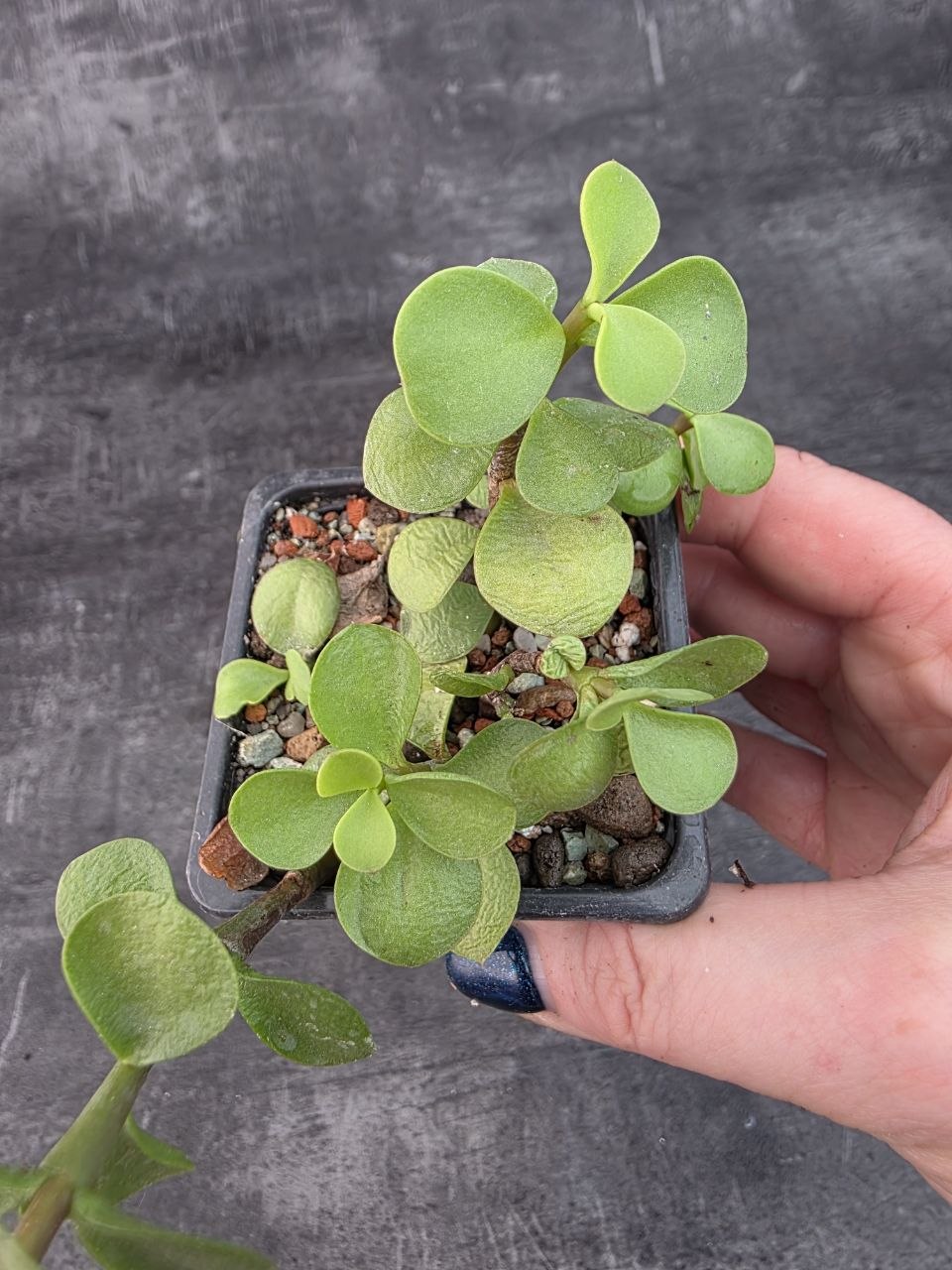 Pěstírna KYTKYshop Crassula Ovata