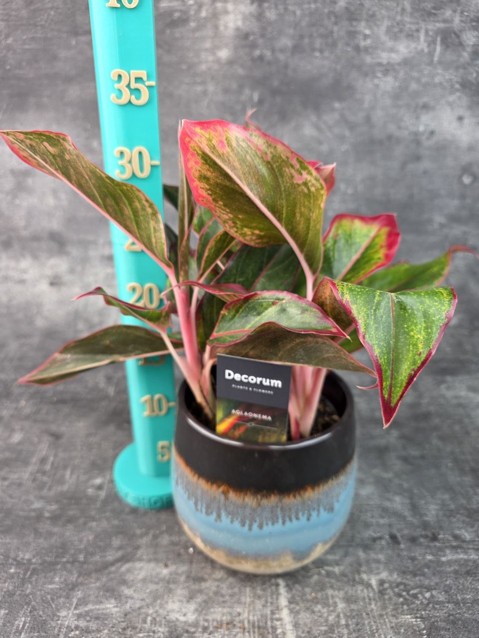 Aglaonema Crete Flame