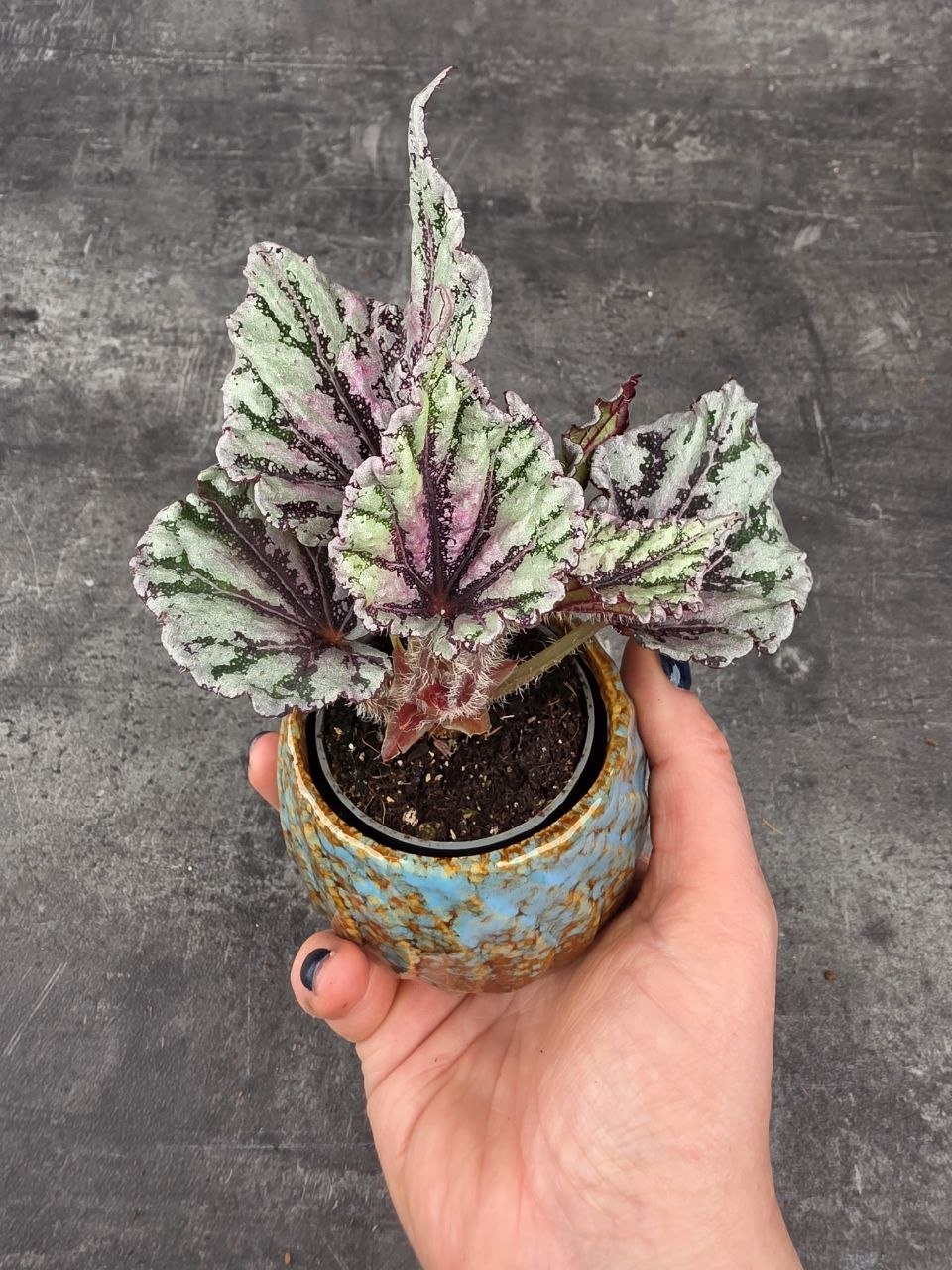 Begonia Spirit of Bali mini