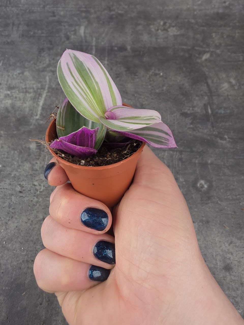 Tradescantia Albiflora Nanouk mini
