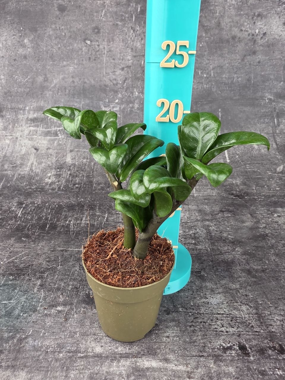 Zamioculcas Zamiifolia Zenzi 9 cm