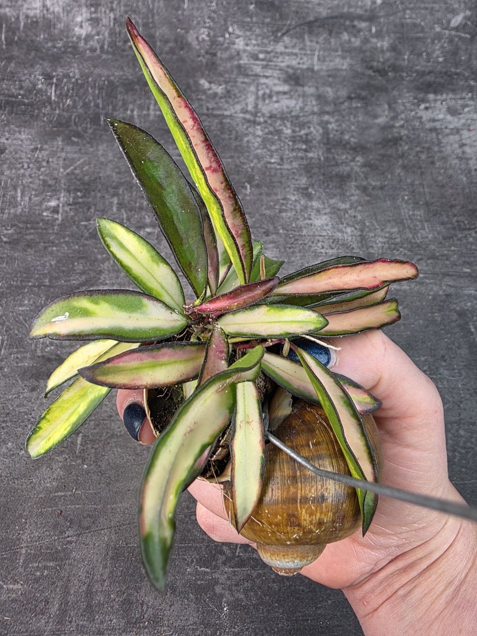Hoya ve šnečí ulitě Waietti tricolor 2