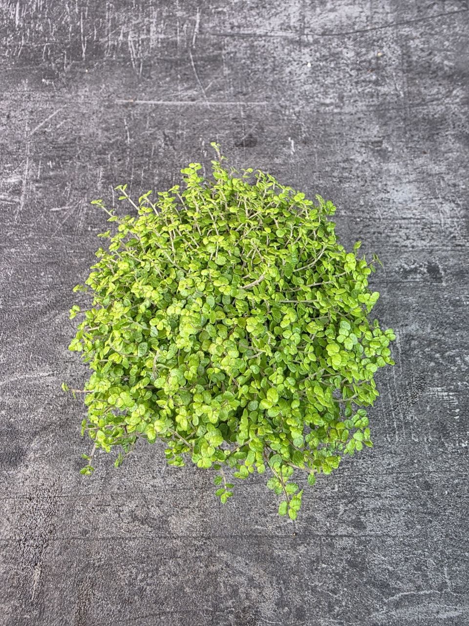 Soleirolia soleirolii světlá 11 cm