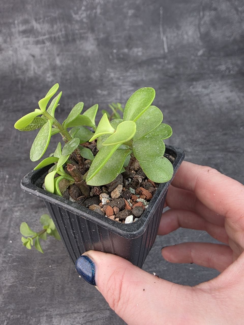Pěstírna KYTKYshop Crassula Ovata