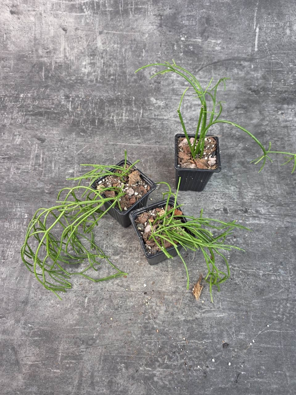 Pěstírna KYTKYshop Rhipsalis Oasis