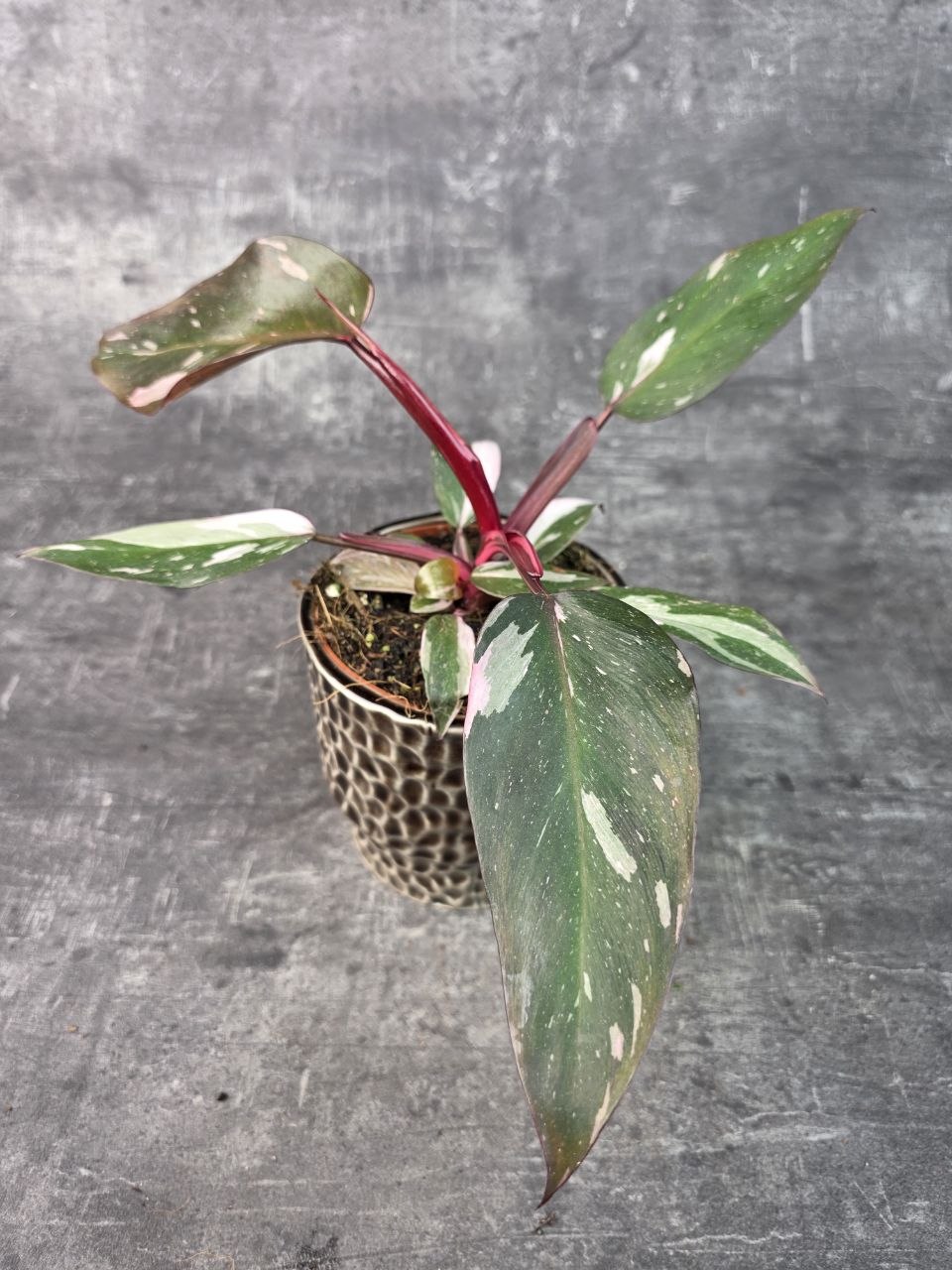 Philodendron Pink Princess 12 cm