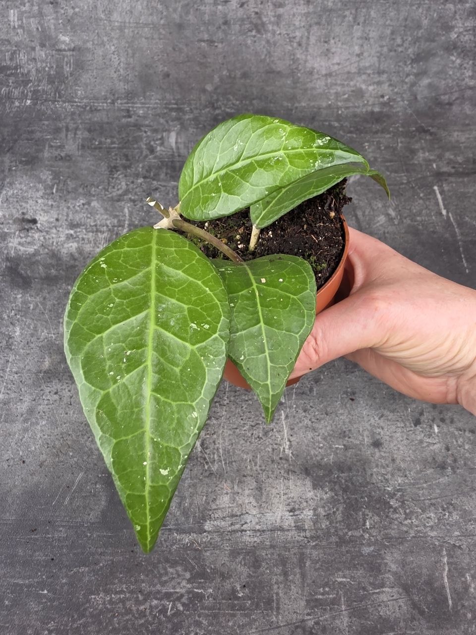 Hoya Verticillata