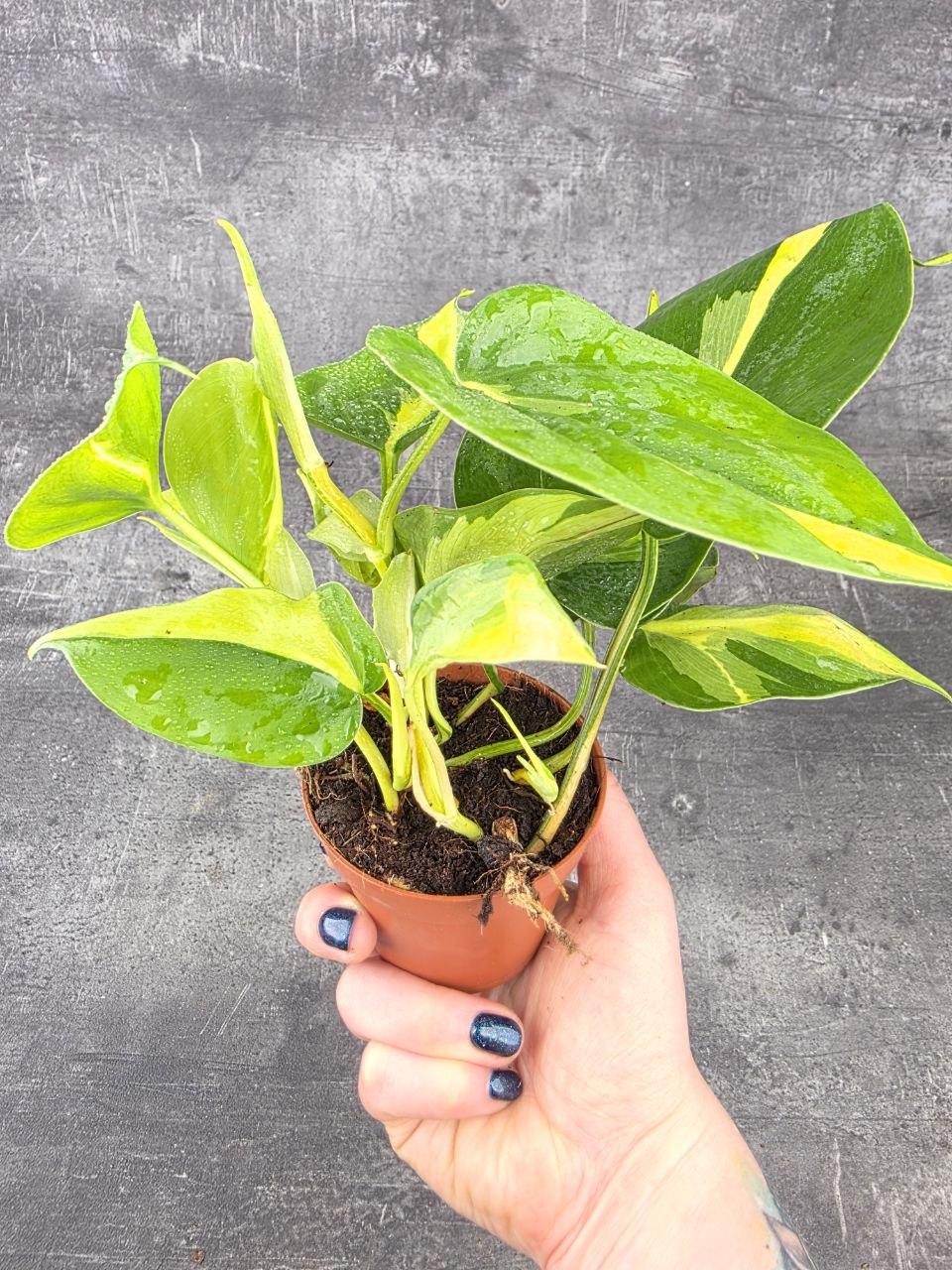Philodendron Scandens Brasil 8 cm