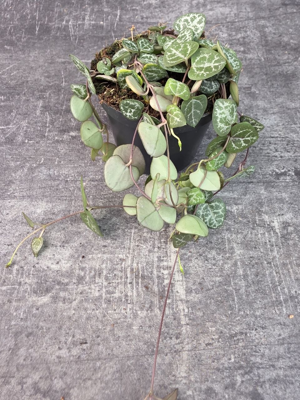 Ceropegia zelená 8 cm