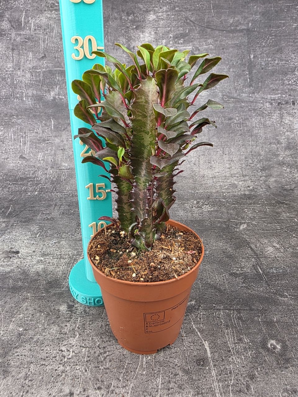 Euphorbia Trig Rubra