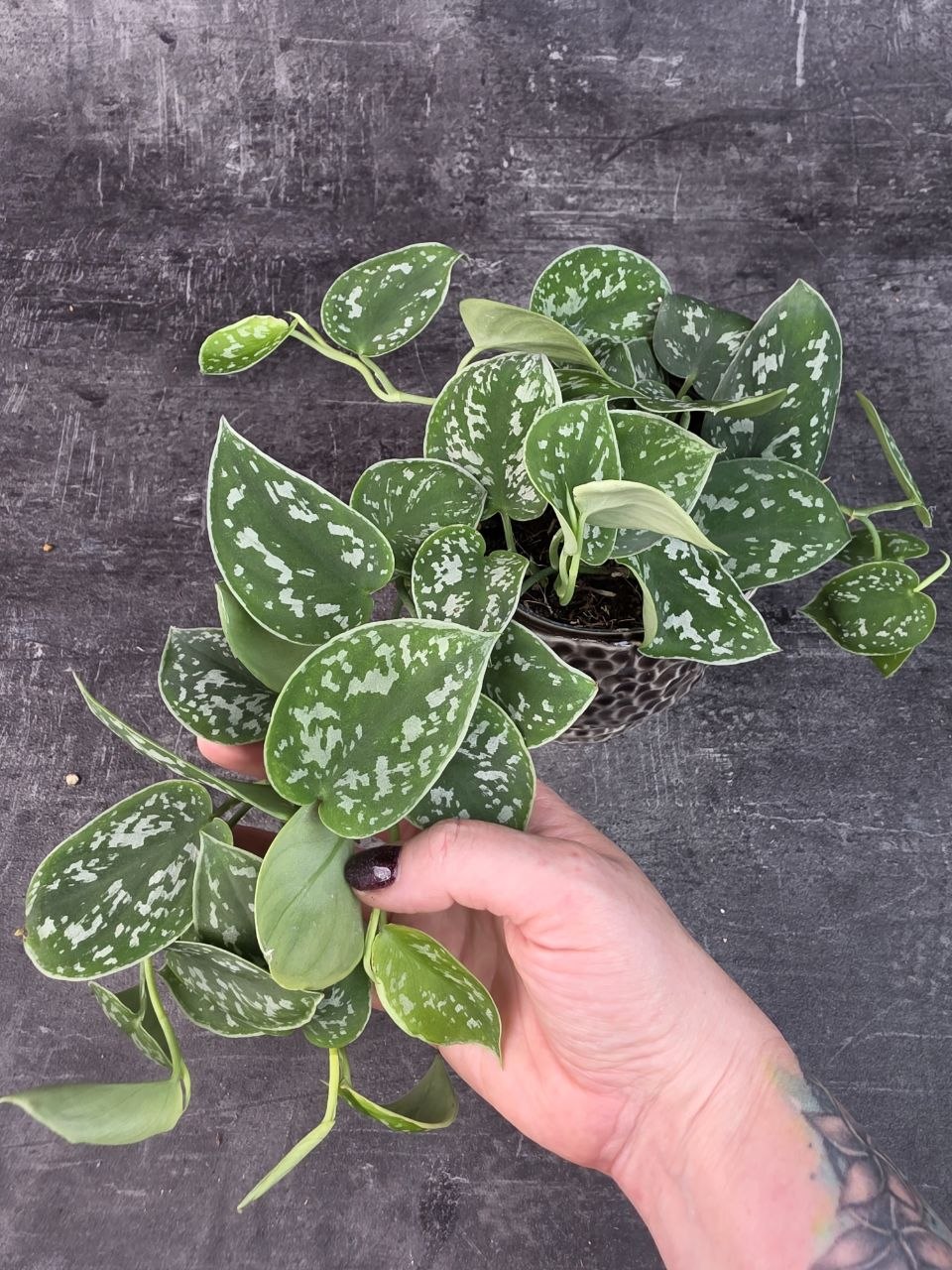 Scindapsus Pictus 'Argyraeus' 12 cm