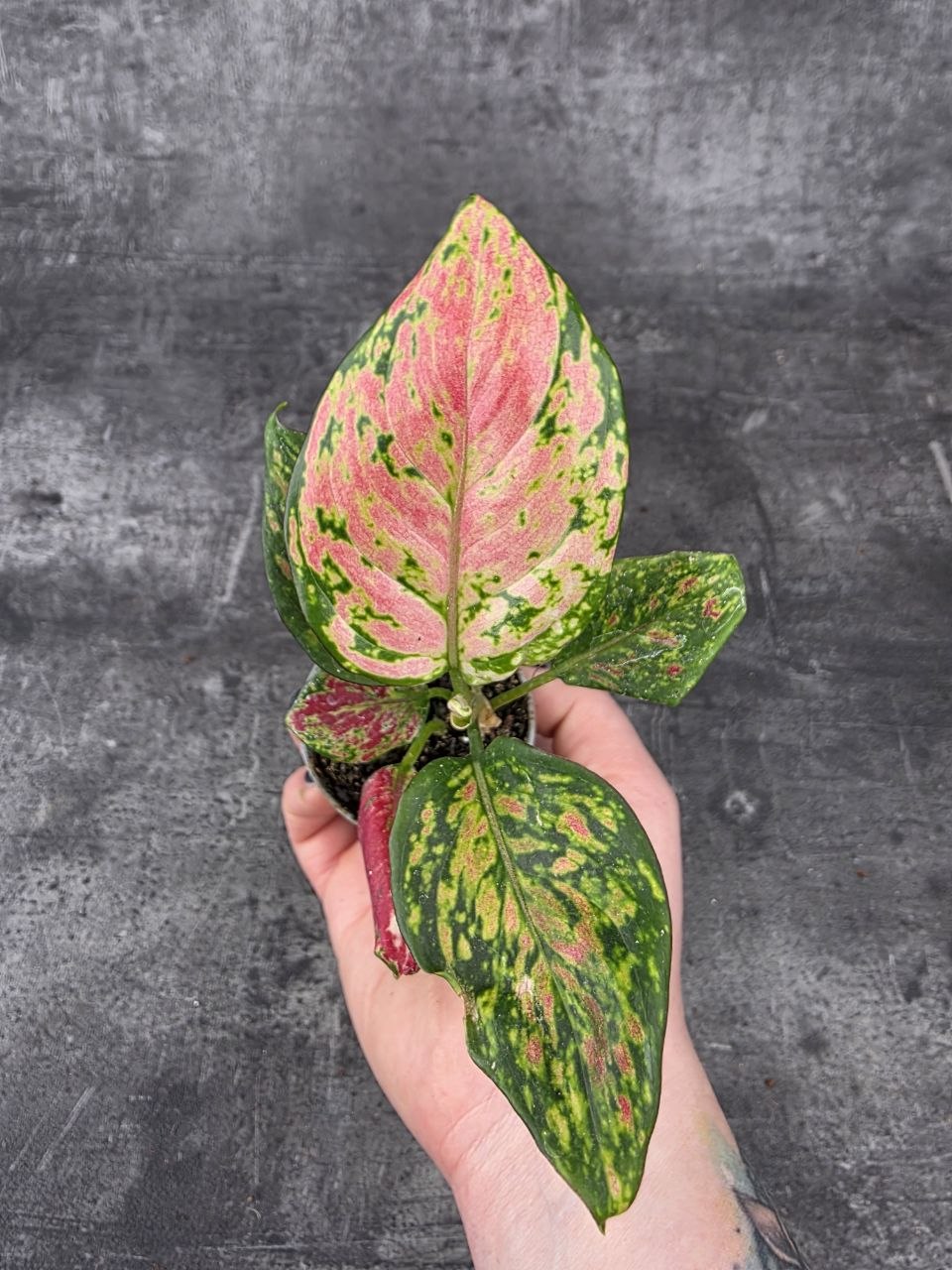 Aglaonema Lucky Red mini