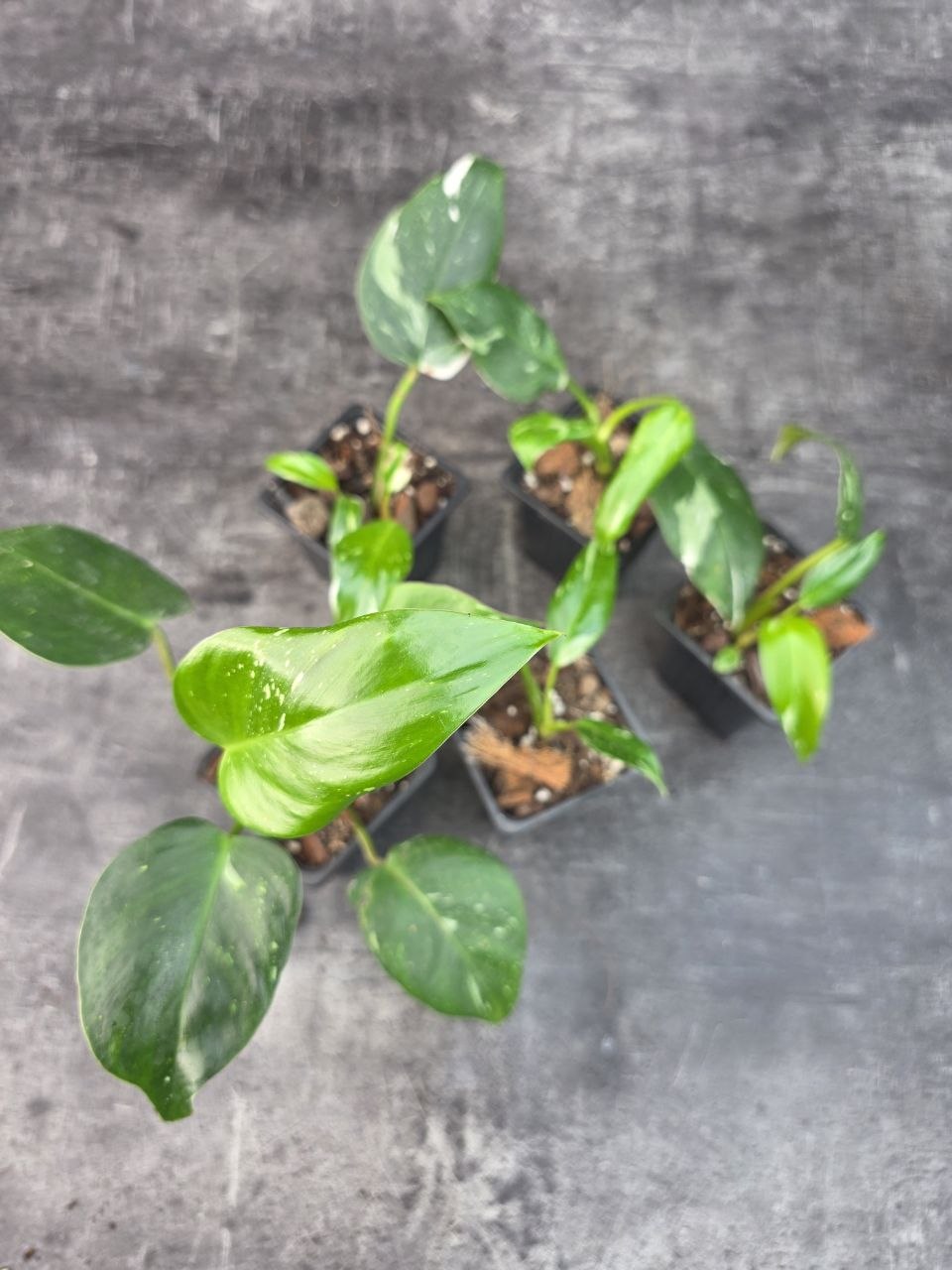 Pěstírna KYTKYshop Philodendron White S