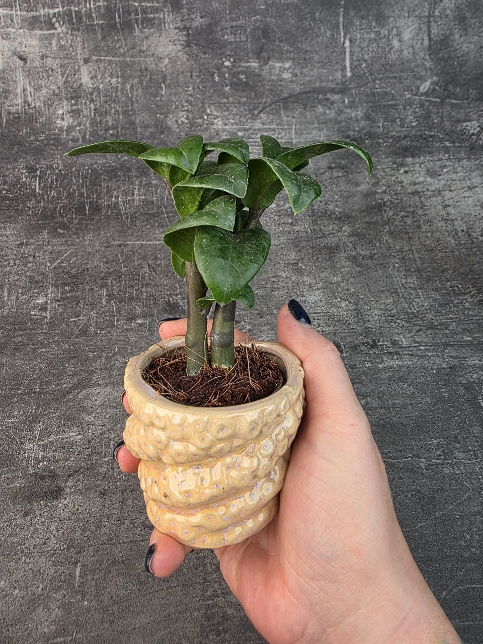 Zamioculcas Zamiifolia Zenzi mini