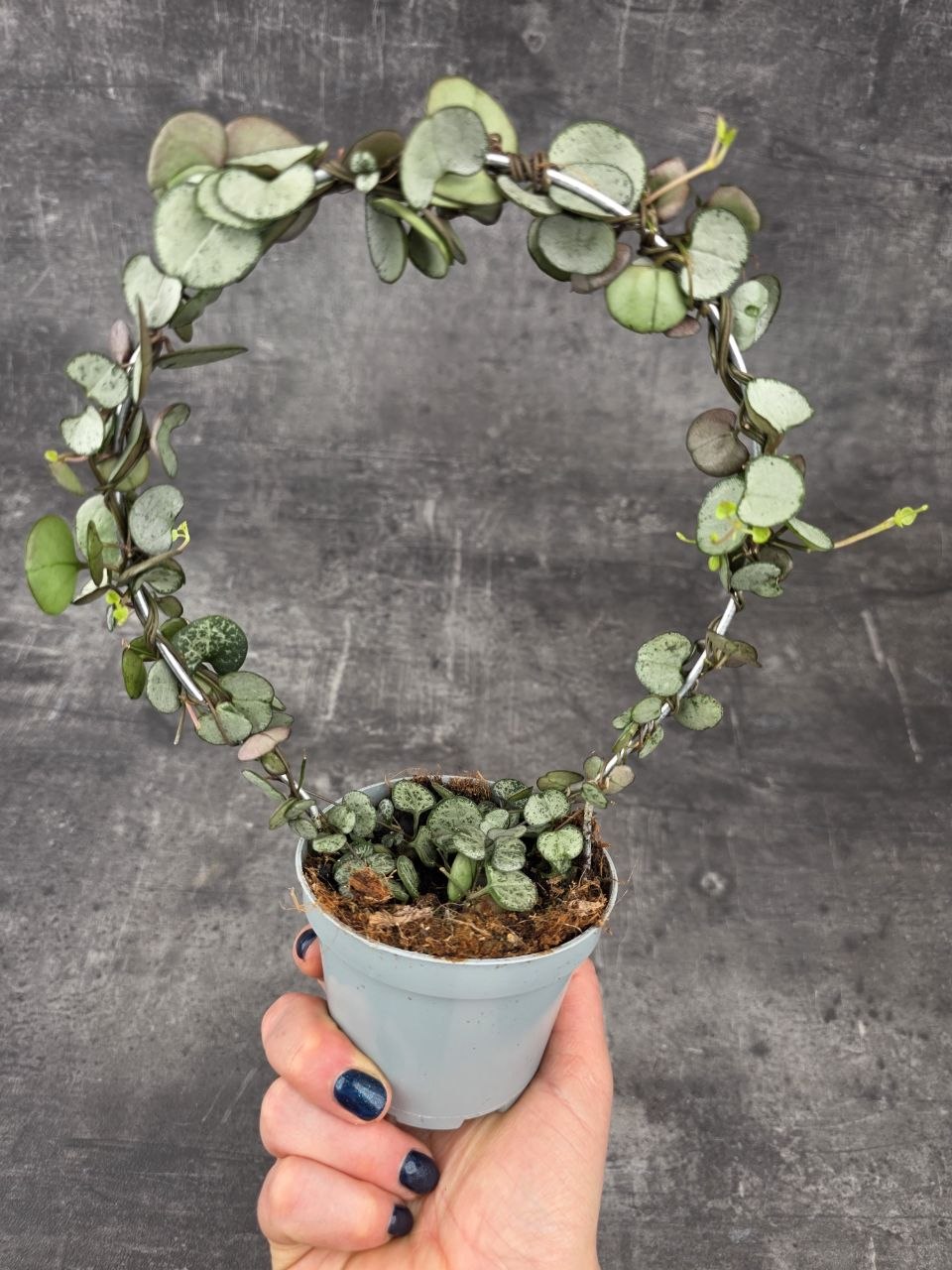 Ceropegia Woodii zelená na kruhu