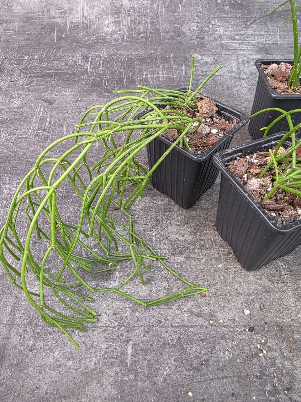 Pěstírna KYTKYshop Rhipsalis Oasis