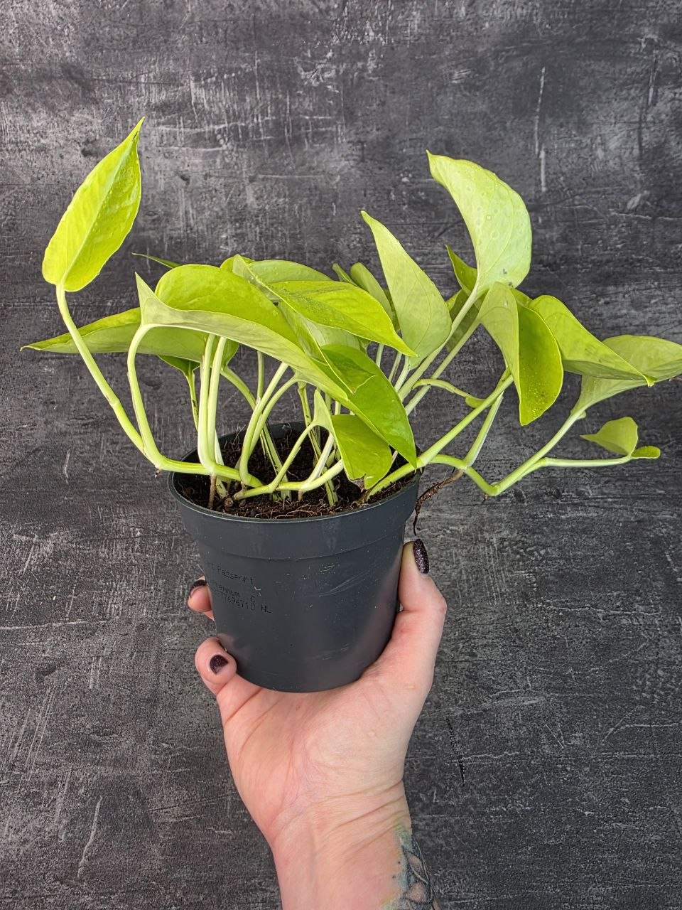 Epipremnum Pinnatum Golden Pothos 12 cm