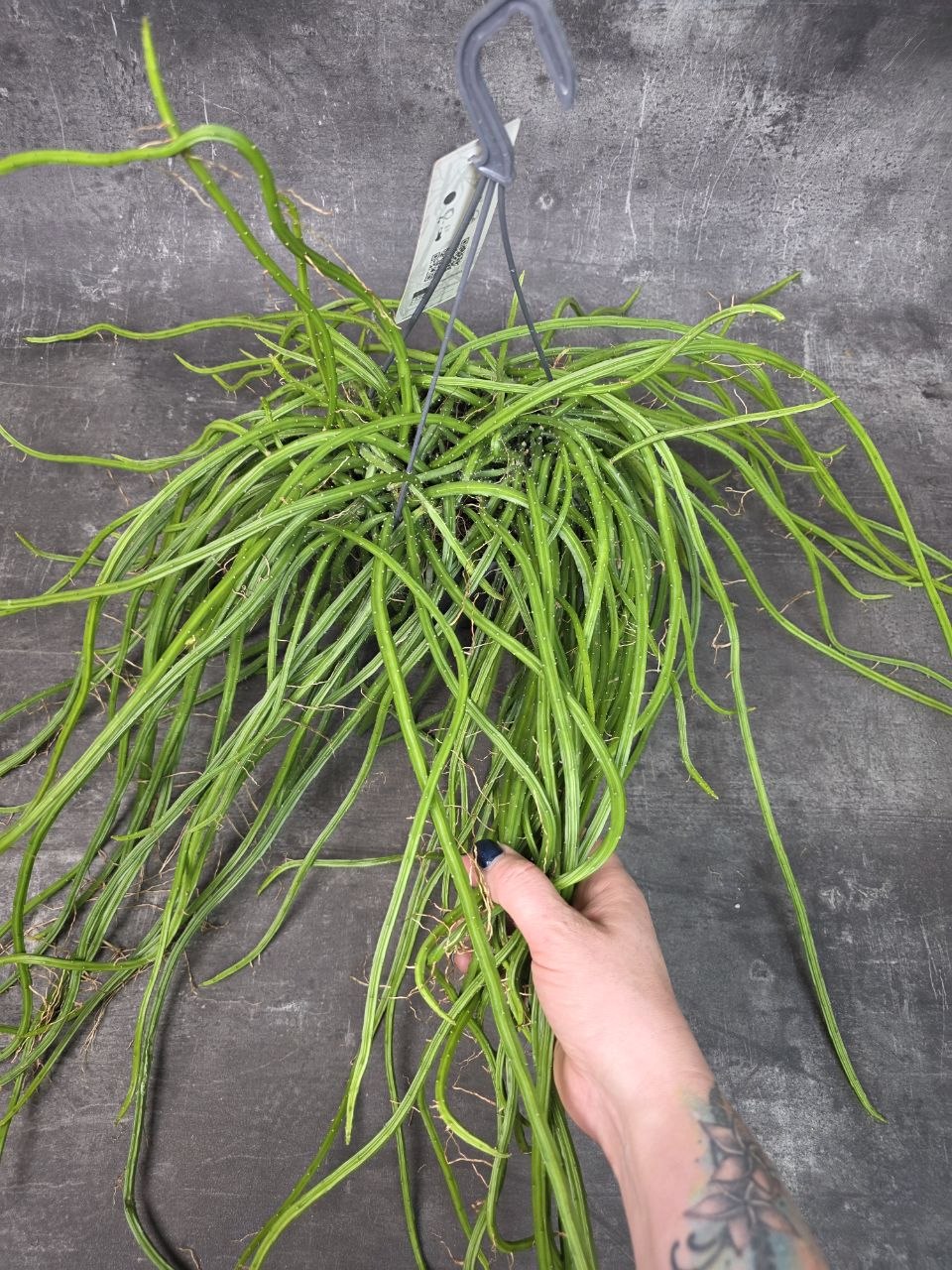 Rhipsalis Selenisereus závěs XXL
