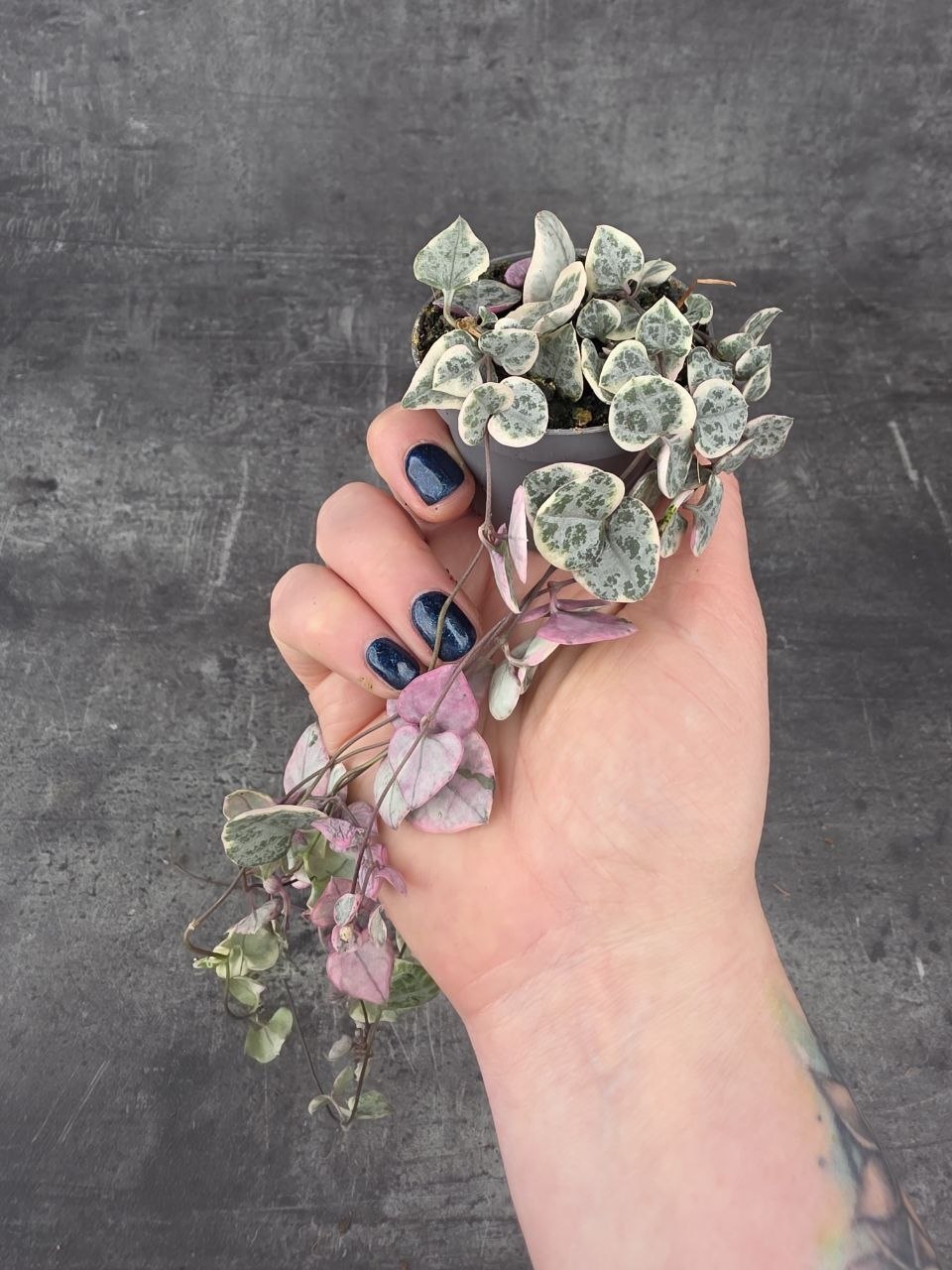 Ceropegia Woodii růžová mini