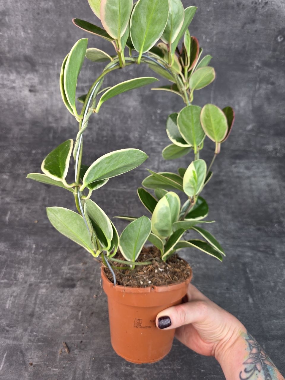 Hoya Blondie na kruhu