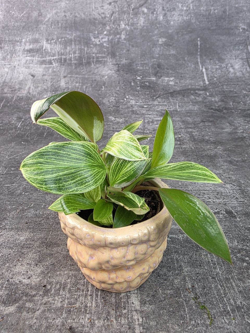 Philodendron White Measure mini