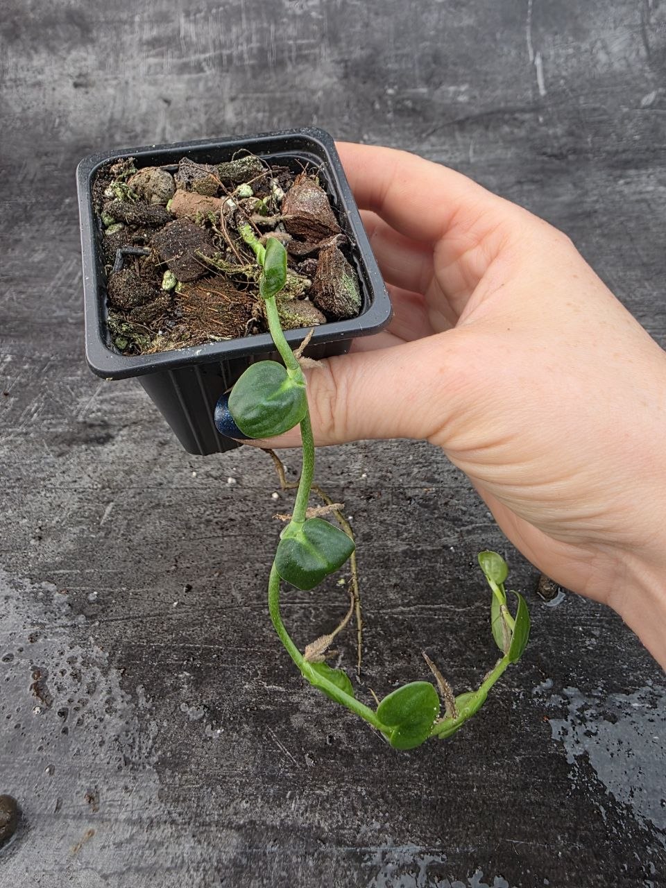 Pěstírna KYTKYshop Monstera Dubia