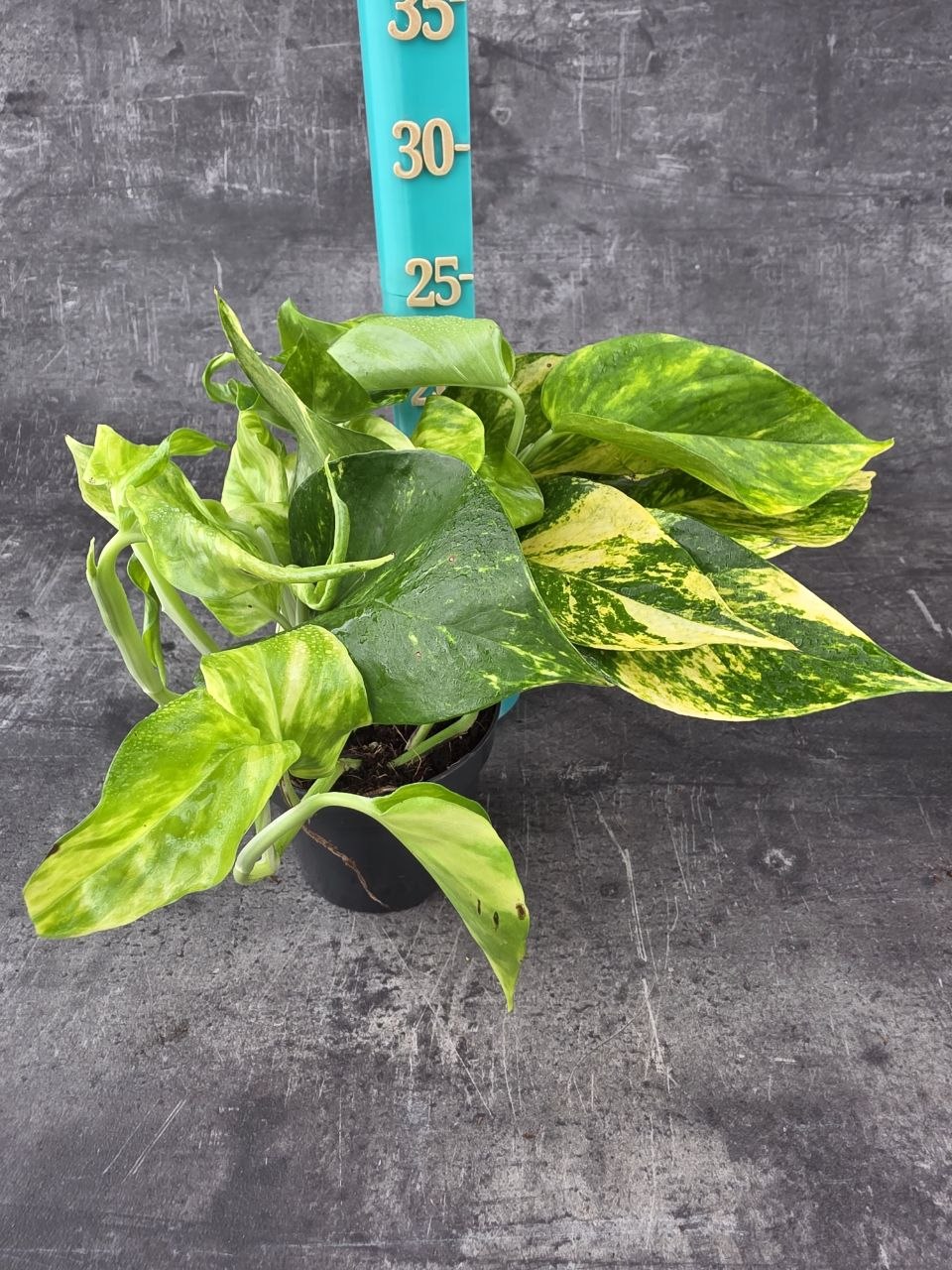 Epipremnum HIcolor