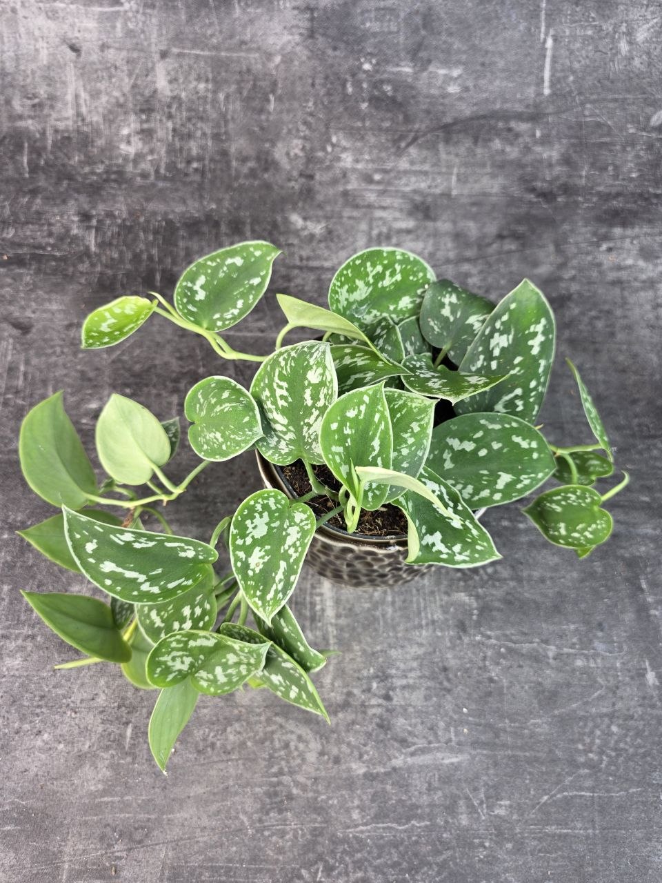 Scindapsus Pictus 'Argyraeus' 12 cm