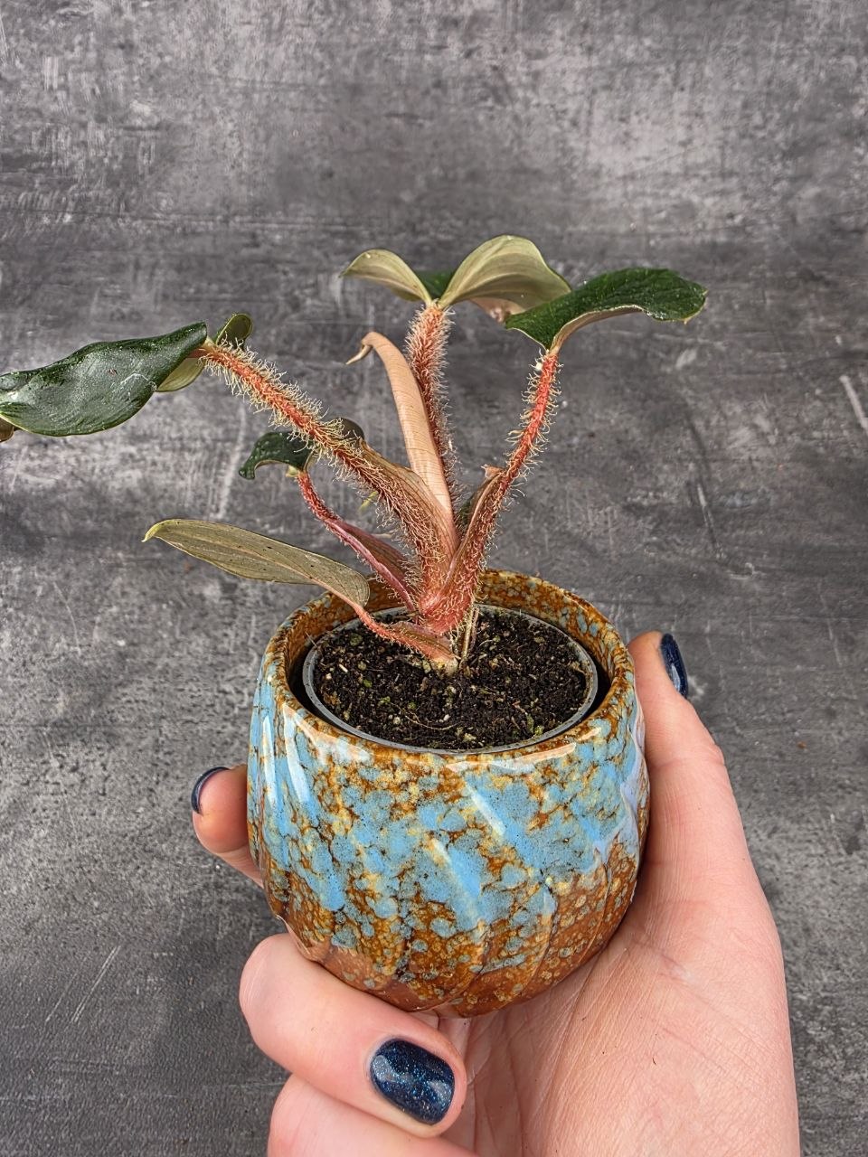 Philodendron Squamiferim