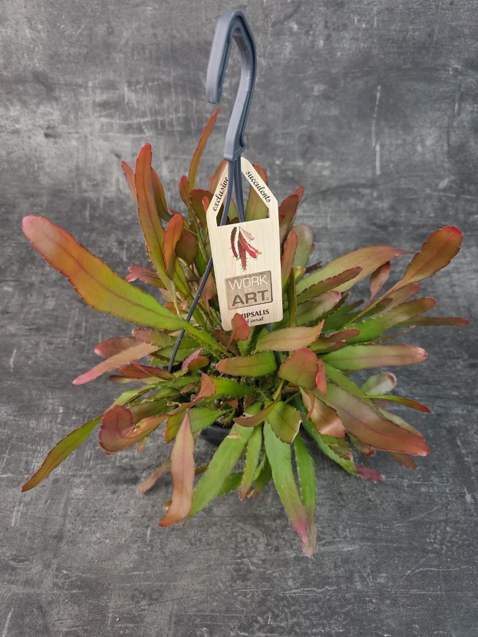 Rhipsalis Red Coral závěs extra vybarvený