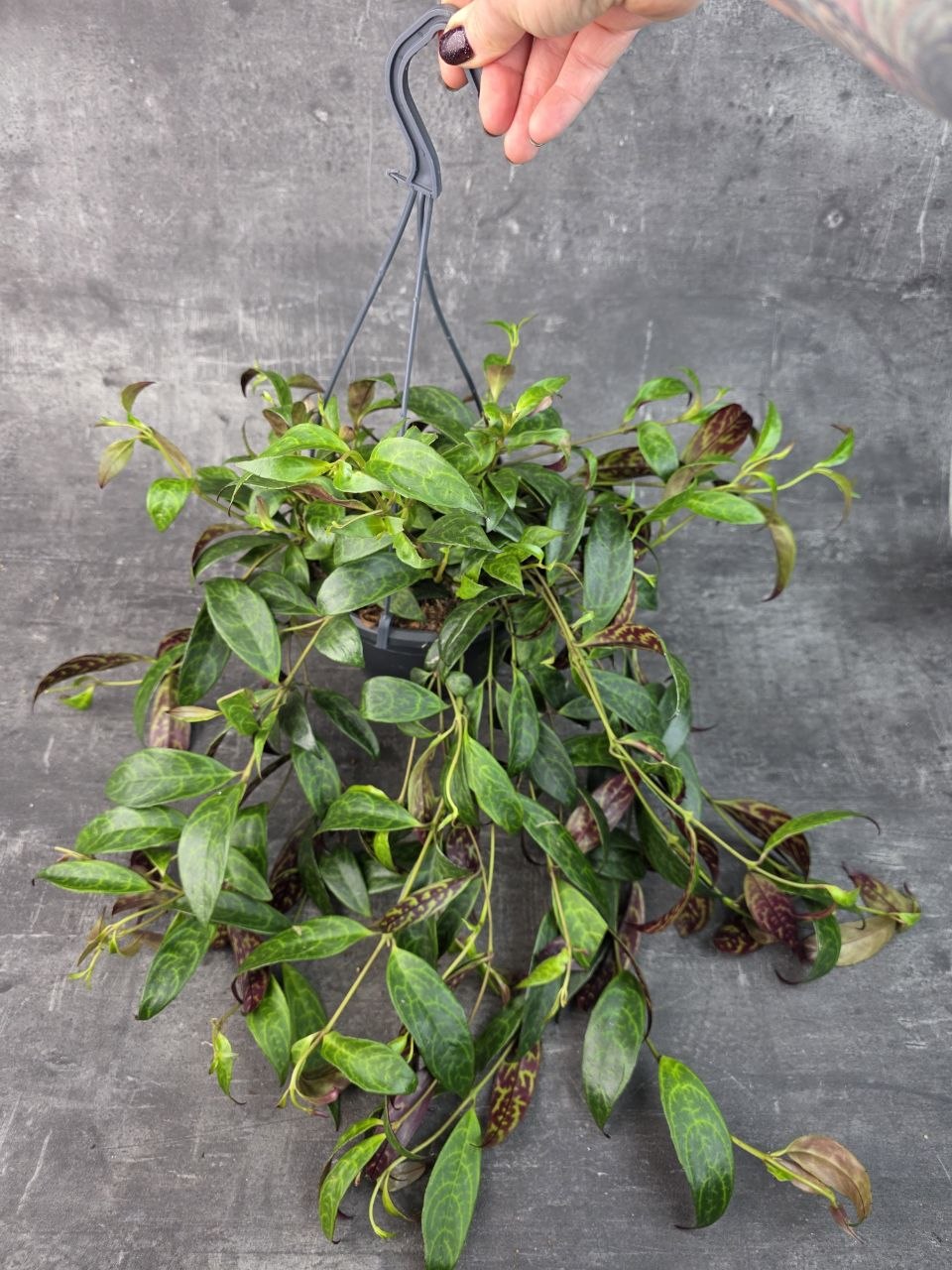 Aeschynanthus Marmoratus 14 cm