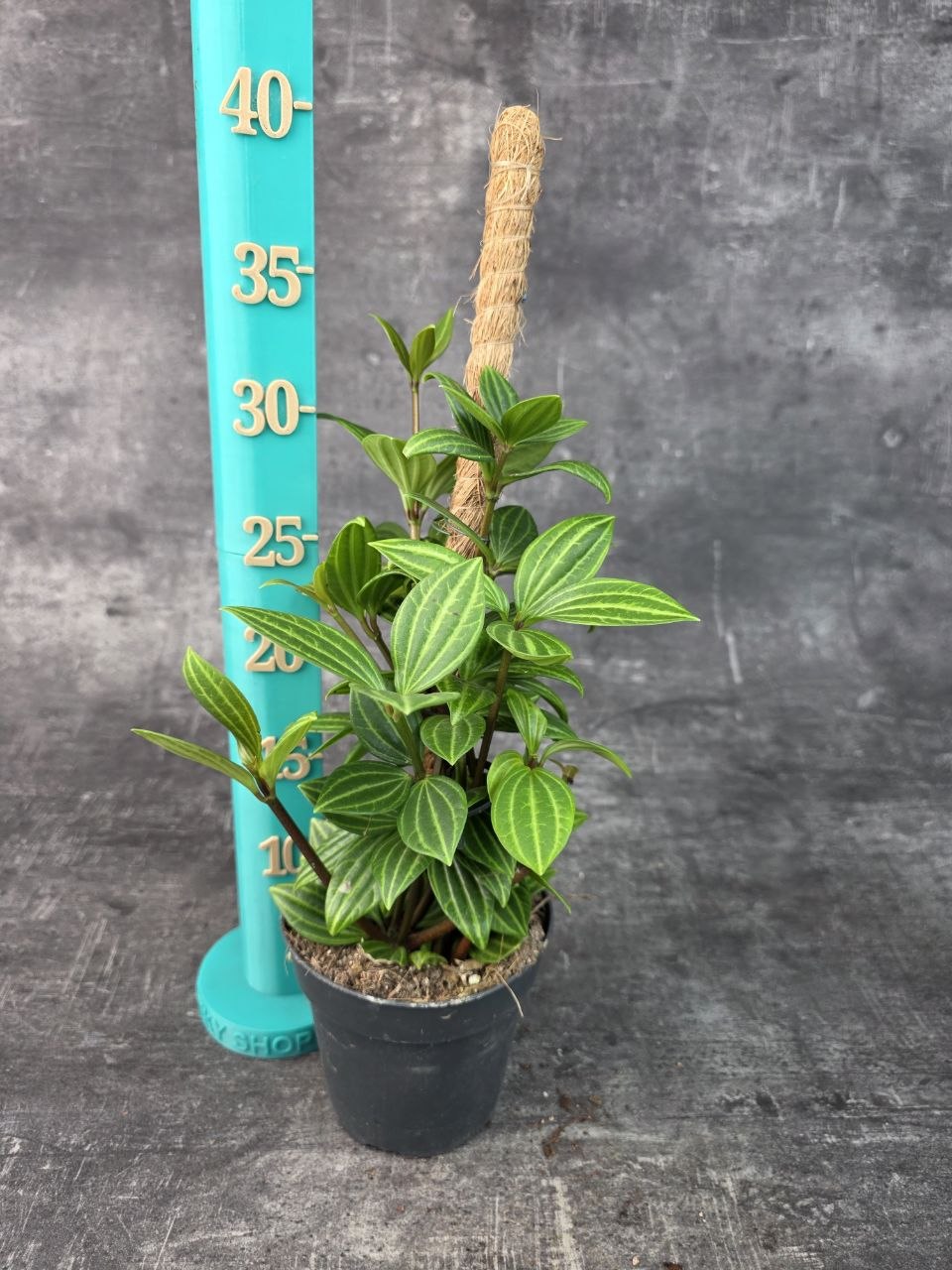 Peperomia Rocca Alto 12 cm