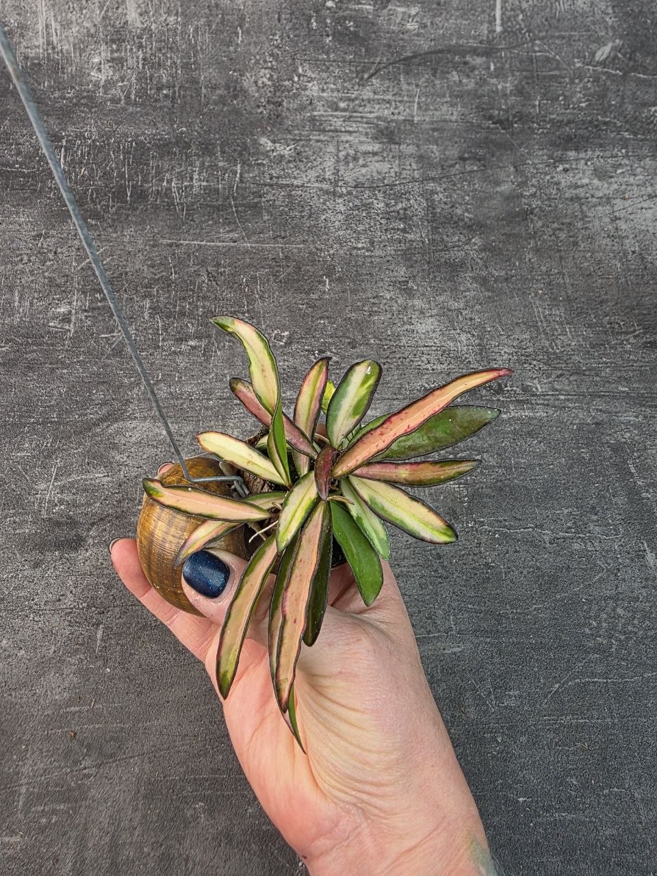 Hoya ve šnečí ulitě Waietti tricolor 2
