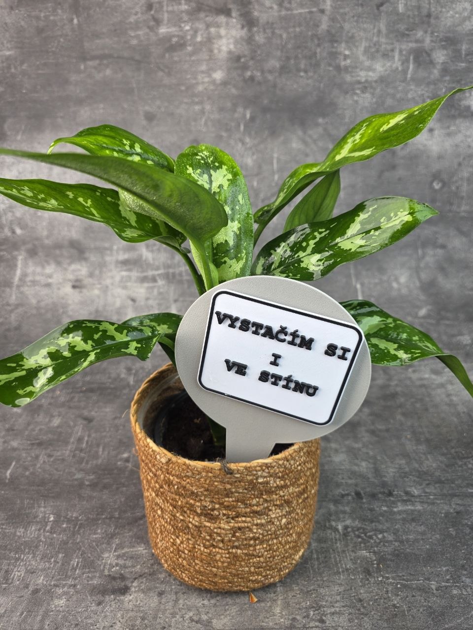 Aglaonema Maria 14 cm