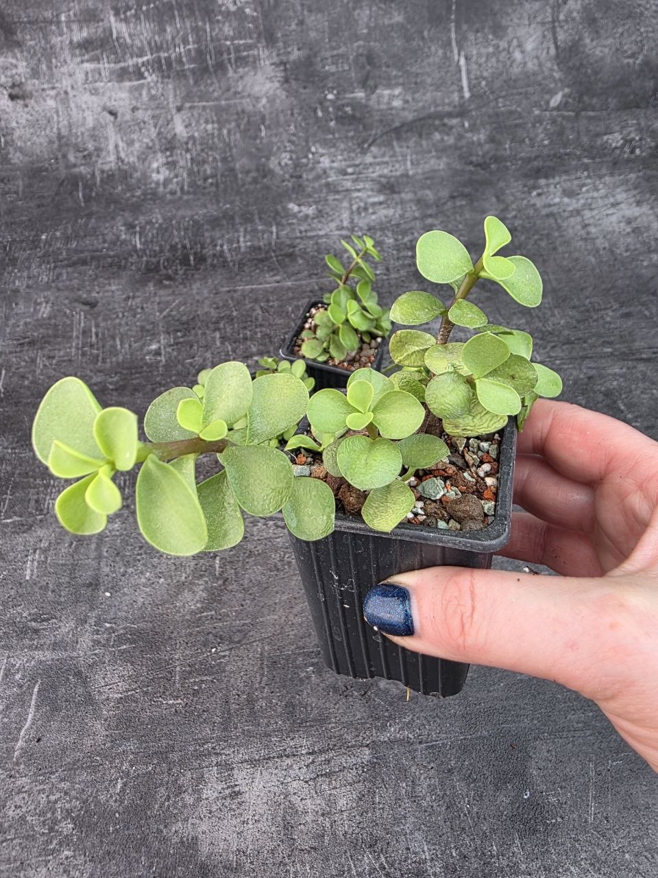 Pěstírna KYTKYshop Crassula Ovata