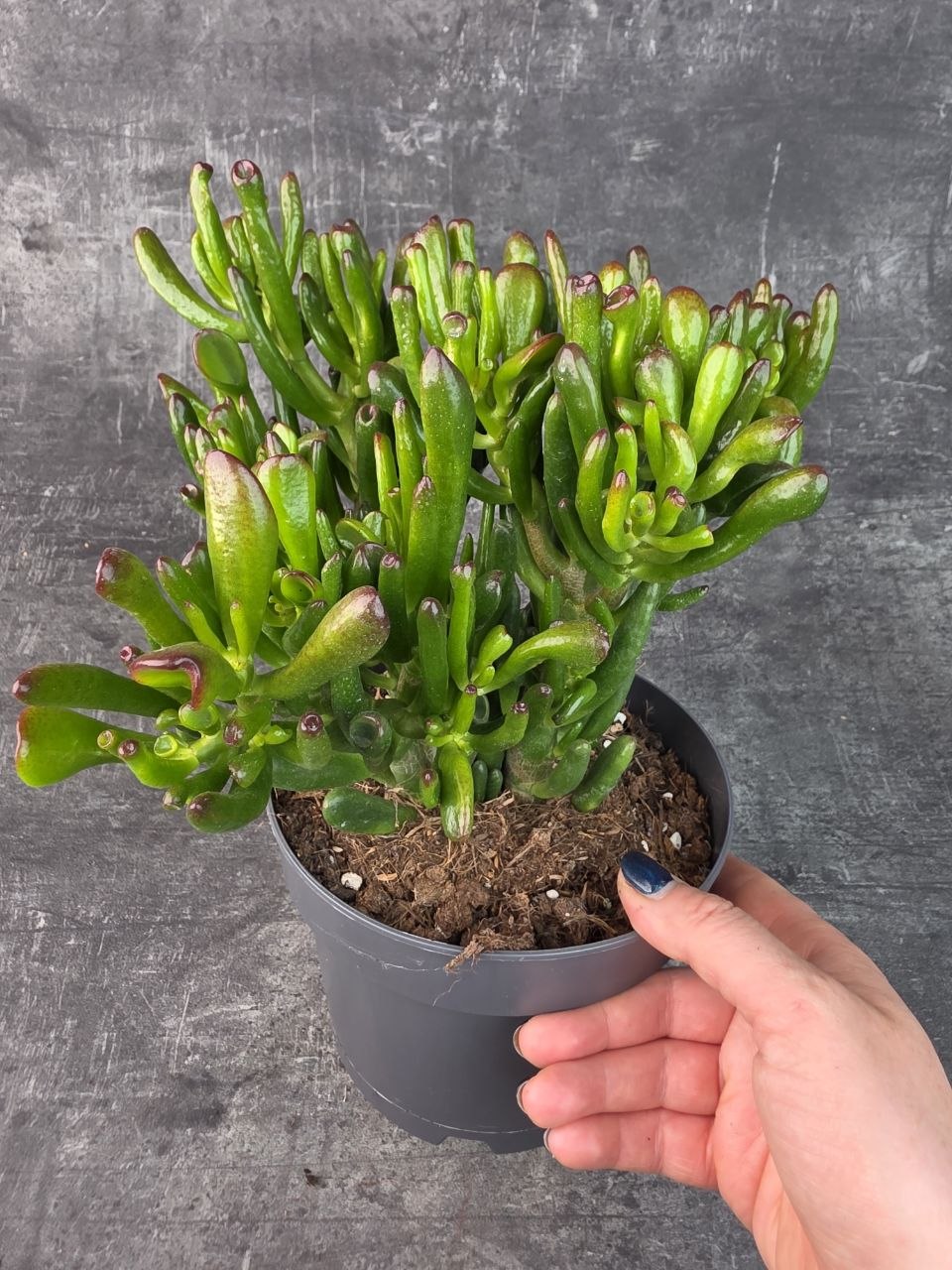 Crassula hobitt bonsai 17 cm