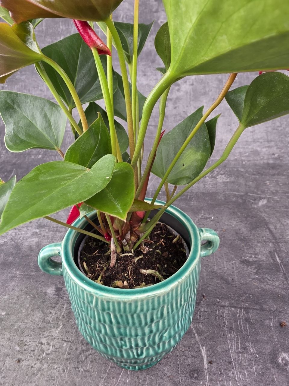 Anthurium Diamond Red červená
